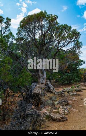 La beauté sauvage de la nature comme un cèdre lutte pour survivre le long du sentier de Cedar point - Black Canyon de la Gunnison Banque D'Images