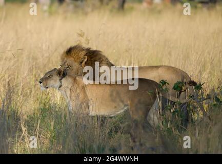 Un couple de lios dans le delta d'Okavango, Botswana Banque D'Images