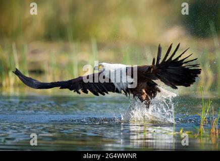 Un aigle africain de pêche plongée, essayant de prendre un poisson Banque D'Images