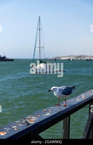 Lüderitz: Mouette de mer sur la jetée du front de mer dans le port de Robert, ancrage de bateaux à voile, Atlantique Sud, région de Karas, Namibie Banque D'Images