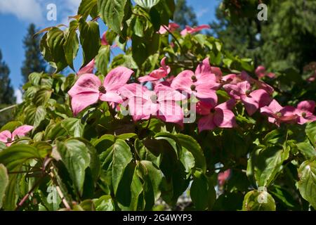 Fleurs du cornouiller à fleurs roses, Cornus florida 'Rubra'. Banque D'Images