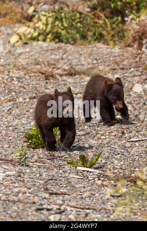 Ours noir (Ursus americanus) femelle et trois petits le long de la route de l'Alaska Banque D'Images