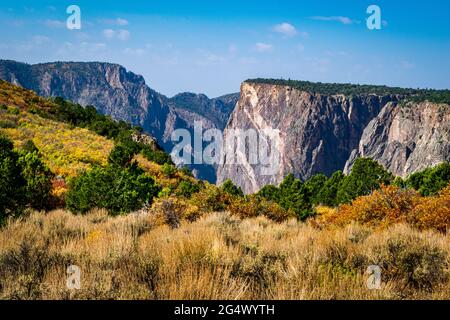 Un pré coloré d'or et de vert fournit un premier plan d'automne de la vue du mur peint le long de la rive nord du Black Canyon de la Gunnison Banque D'Images