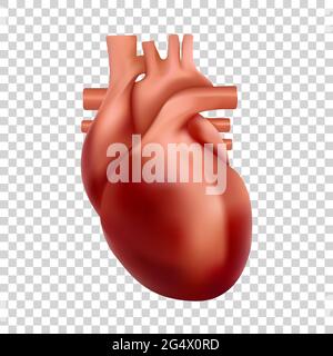 Illustration du cœur humain. anatomie 3d réaliste du cœur Illustration de Vecteur