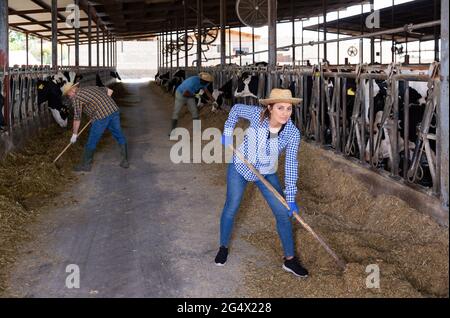 Jeune femme préparant du foin pour les vaches dans la stalle de bétail Banque D'Images