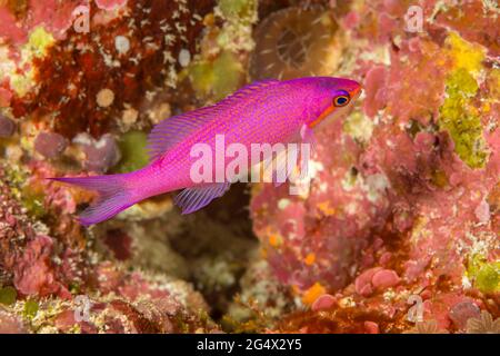 C'est le stade femelle de la reine pourpre anthias, Pseudanthias pascalus, qui sont parfois appelés anthias Amethyst, Yap, État fédéré Banque D'Images