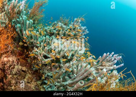 Anthias école autour d'une immense colonie de tube éponge, Cribrochalina olemda, accrochée à un mur dans les Philippines, la mer des Philippines, l'océan Pacifique, ASI Banque D'Images