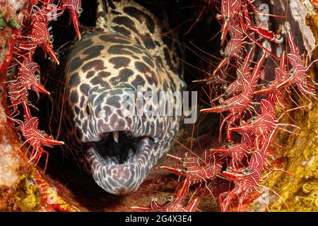 Cette anguille de moray en nid d'abeille, Gymnothorax favageneus, est entourée de crevettes dansantes mâles et femelles, Rhynchocinetes uritai, Indonésie. Banque D'Images