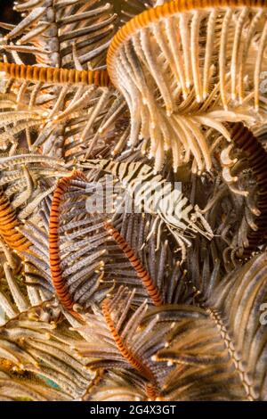 Crevettes crénoïdes léopard, Laomenes pardus, adulte se reposant dans le crinoïde, Philippines, mer des Philippines, Indo-pacifique, Asie. Banque D'Images