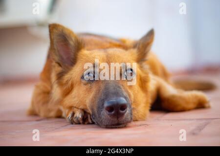 Chien berger allemand couché sur le sol. Banque D'Images