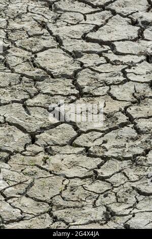 Détail d'une section séchée de ce qui était autrefois le fond d'une zone humide de marais, Castle Rock Colorado USA. Photo prise en juin. Banque D'Images