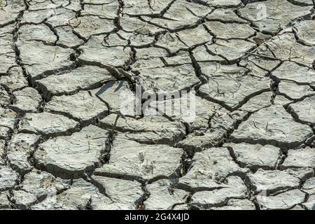 Gros plan d'une section séchée de ce qui était autrefois le fond d'une zone humide de marais, Castle Rock Colorado USA. Photo prise en juin. Banque D'Images