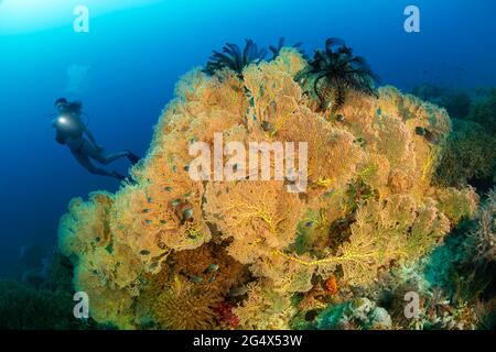 Plongeur (MR) et une tête de corail recouverte de ventilateurs gorgoniens et de deux crinoïdes sur le dessus, Philippines. Banque D'Images