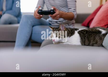 Chat allongé sur un canapé à côté d'une femme jouant avec joystick dans le salon Banque D'Images