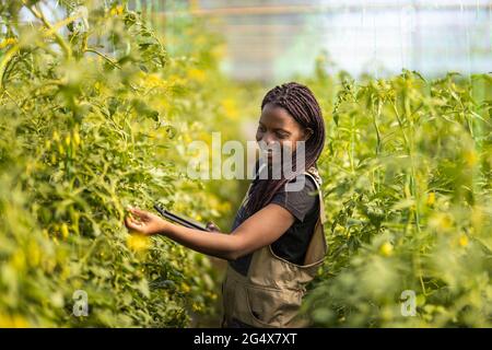 Une agricultrice souriante examine les récoltes en serre Banque D'Images