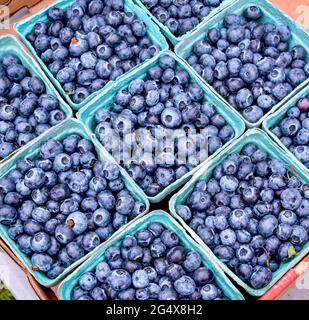 Bleuets fraîchement cueillis dans des conteneurs en boîte sur un marché agricole local. Gros plan. Banque D'Images