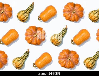 Motif de citrouilles et de courbets plats posés sur fond blanc Banque D'Images