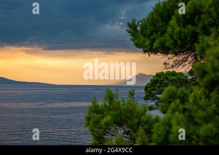 Baie de Makarska Riviera au crépuscule avec arbre en premier plan Banque D'Images