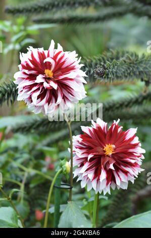 Magnifique abat-jour rouge et blanc doubles pétales Dahlias en pleine floraison dans le jardin près de la baie de Singapour Banque D'Images