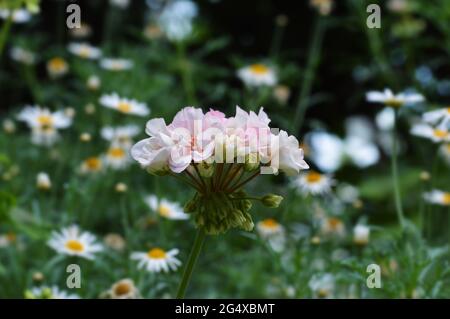 Fleur de pélargonium zonale rose clair en arrière-plan du champ de pâquerettes. Prise à Garden près de la baie de Singapour. Banque D'Images