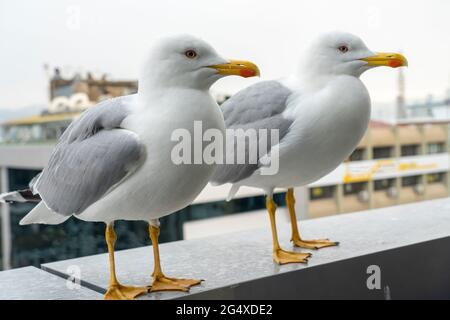 Mouettes sur main courante Banque D'Images