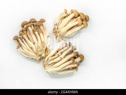 Isolé trois bouquet de champignons de hêtre brun ou de champignons Shimeji ou Bunna-shimeji sur fond blanc, image plate. Banque D'Images