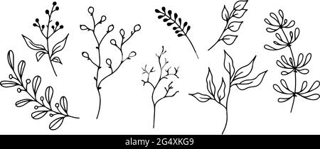 Ensemble d'éléments floraux dessinés à la main, de plantes et de branches d'oodle sur un fond blanc. Éléments de conception esqutifs. Illustrations vectorielles. Illustration de Vecteur
