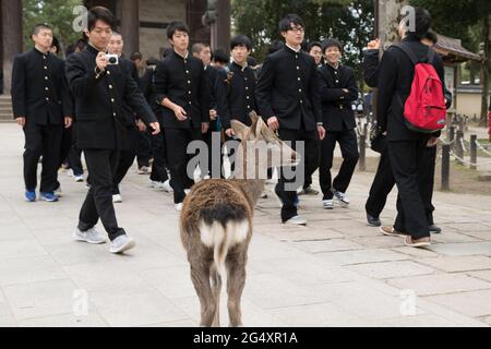 Enfants d'écoles japonaises qui interagissent avec les cerfs dans le parc Nara, Nara, Japon Banque D'Images