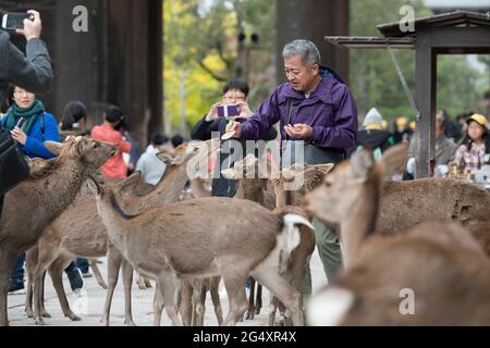 Une personne nourrissant des cerfs dans le parc Nara en face de la Grande porte sud du temple de Todai au Japon Banque D'Images