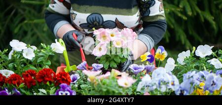 Mains d'une femme jardinier plante pétunia fleurs dans un pot Banque D'Images