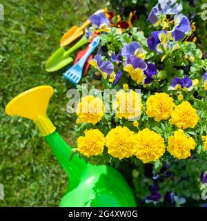 Concept élégant de jardinage, planification de plantation, floriculture. Fleurs jaune vif et rouge, bottes en caoutchouc et arrosoir Banque D'Images