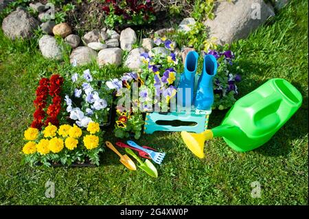 Concept élégant de jardinage, planification de plantation, floriculture. Fleurs jaune vif et rouge, bottes en caoutchouc et arrosoir Banque D'Images