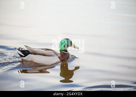 Le canard colvert nage sur le lac de près, se reflétant dans l'eau. Photographie naturelle avec des oiseaux sauvages. La beauté dans la nature. Chaude journée de printemps Banque D'Images
