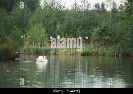 Un cygne blanc nage sur le lac sur le fond du pont. Photographie naturelle avec des oiseaux sauvages. La beauté dans la nature. Chaude journée de printemps Banque D'Images