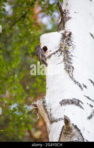 Une étoile s'assoit sur un tronc d'arbre avec des poussins avec un insecte dans son bec. Photographie naturelle avec des oiseaux sauvages. La beauté dans la nature. Chaude journée de printemps. Banque D'Images