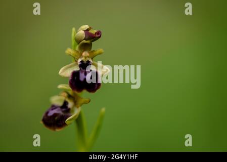 Mouche Orchid (Ophrys insectifera) dans un pré près du village de Navàs au printemps (Bages, Barcelone, Catalogne, Espagne) ESP: Orquídea abejita o mosquera, España Banque D'Images