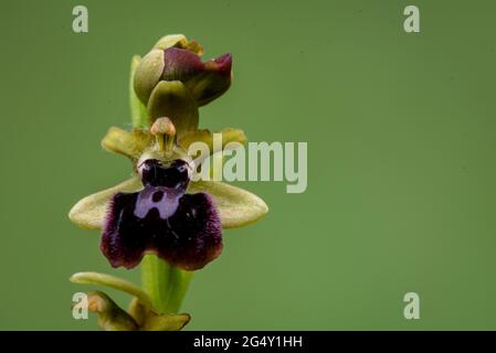 Mouche Orchid (Ophrys insectifera) dans un pré près du village de Navàs au printemps (Bages, Barcelone, Catalogne, Espagne) ESP: Orquídea abejita o mosquera, España Banque D'Images