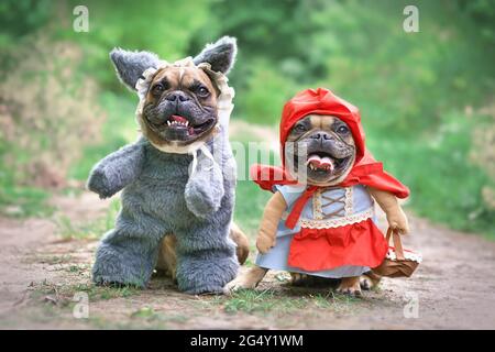 Couple de chiens de taureaux français vêtus de personnages de contes de fées Little Red Riding Hood et Big Bad Wolf avec des costumes complets avec des faux bras debout Banque D'Images