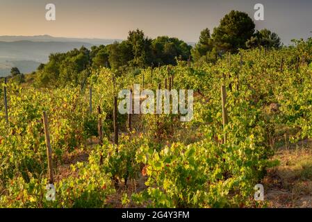 Lever de soleil d'été dans les vignobles près du village de Navàs (DO Pla de Bages, Barcelone, Catalogne, Espagne) ESP: Amanecer veraniego en los viñedos en Navàs Banque D'Images
