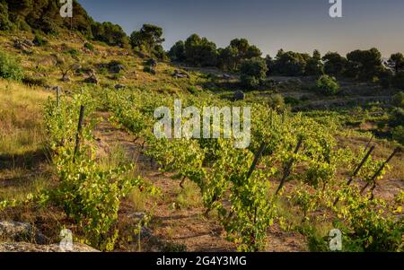 Lever de soleil d'été dans les vignobles près du village de Navàs (DO Pla de Bages, Barcelone, Catalogne, Espagne) ESP: Amanecer veraniego en los viñedos en Navàs Banque D'Images