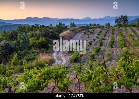 Coucher de soleil dans les vignobles de la cave de Piteus, près du village de Cardona (DO Pla de Bages, Barcelone, Catalogne, Espagne) ESP: Atardecer en unos viñedos Banque D'Images