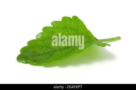 Feuille de menthe humide isolée sur fond blanc. Plante à ajouter aux boissons fraîches sans alcool et alcoolisées Banque D'Images