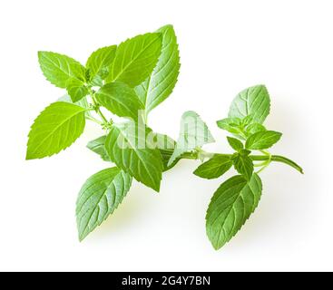 Feuilles de menthe fraîche isolé sur fond blanc Banque D'Images