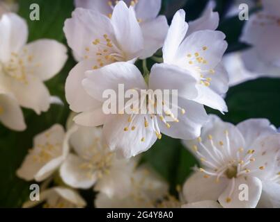 Belles fleurs blanches délicates sur une branche de jasmin Banque D'Images
