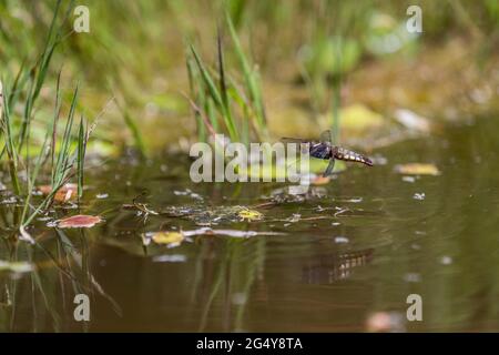 Chaser à corps large ; Libellula depressa ; ponte d'œufs femelle ; Royaume-Uni Banque D'Images