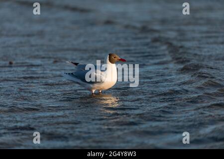 Mouette brune à capuchon; Chericocephalus maculipennis; Falklands Banque D'Images