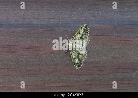 Bruxelles Lace Moth; Cleorodes lichenaria; On Wood; Royaume-Uni Banque D'Images