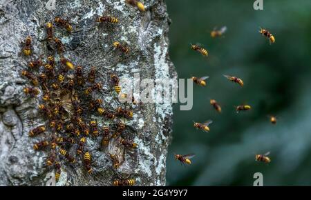 Hornet ; Vespa crabro ; Nest Hole in Beech Tree ; Royaume-Uni Banque D'Images