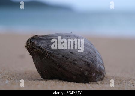 La vieille noix de coco repose sur une plage de sable blanc évidemment après un long voyage à travers la mer, avec une île vue floue à l'horizon Banque D'Images
