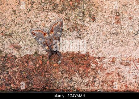 Iron proéminent Moth ; Notodonta dromedarius ; On Rock ; Royaume-Uni Banque D'Images